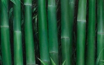 Peregrinaje de La Mística del Bambú 2024